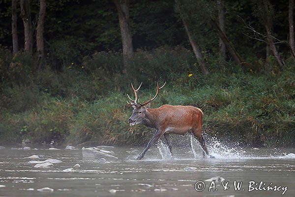  jeleń szlachetny, europejski, Cervus elaphus elaphus
jeleń karpacki, Bieszczady, byk