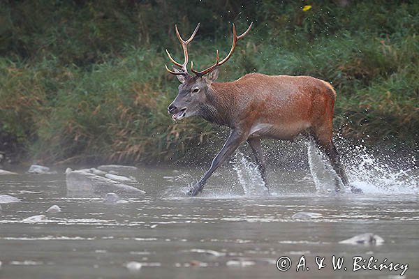jeleń szlachetny, europejski, Cervus elaphus elaphus
jeleń karpacki, Bieszczady, byk