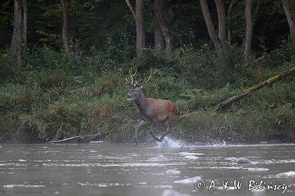 jeleń szlachetny, europejski, Cervus elaphus elaphus
jeleń karpacki, Bieszczady, byk