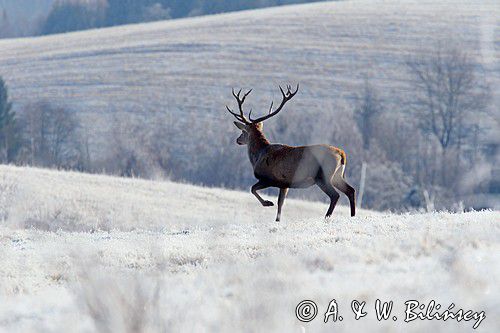 jeleń szlachetny, europejski, Cervus elaphus elaphus jeleń karpacki, bieszczadzki w mroźny dzień, dwunastak