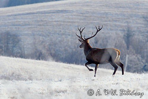 jeleń szlachetny, europejski, jeleń karpacki, bieszczadzki w mroźny dzień, dwunastak Cervus elaphus elaphus