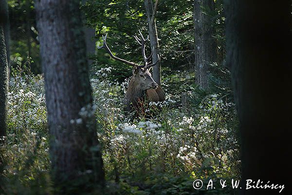jeleń szlachetny, europejski, Cervus elaphus elaphus jeleń karpacki, rykowisko, Bieszczady, byk
