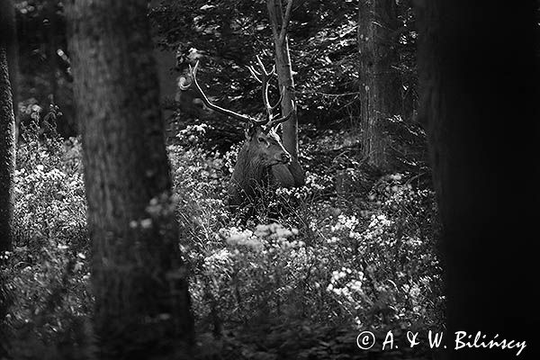 jeleń szlachetny, europejski, Cervus elaphus elaphus jeleń karpacki, rykowisko, Bieszczady, byk
