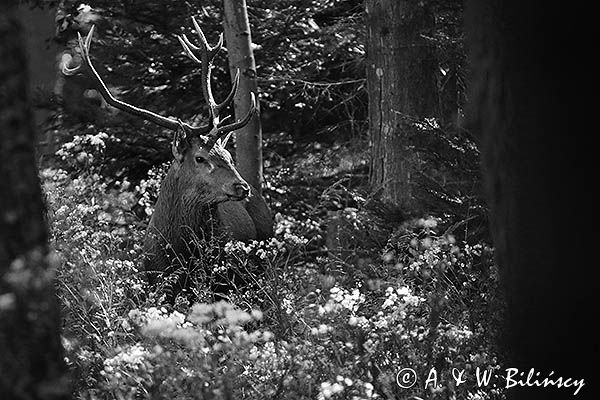 jeleń szlachetny, europejski, Cervus elaphus elaphus jeleń karpacki, rykowisko, Bieszczady, byk