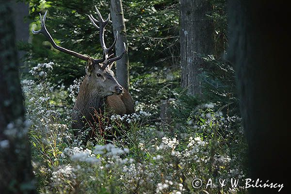 jeleń szlachetny, europejski, Cervus elaphus elaphus jeleń karpacki, rykowisko, Bieszczady, byk