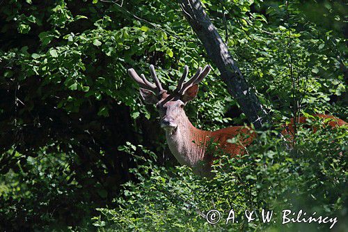 jeleń szlachetny, europejski, Cervus elaphus elaphus jeleń karpacki, bieszczadzki