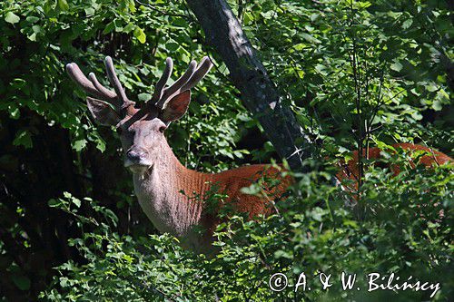 jeleń szlachetny, europejski, Cervus elaphus elaphus jeleń karpacki, bieszczadzki