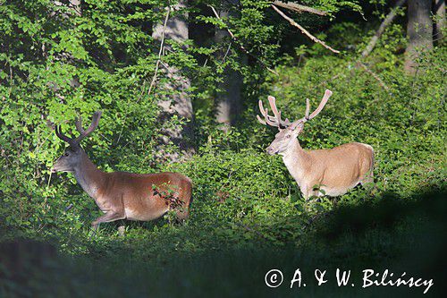 Jeleń karpacki, Cervus elaphus Red deer (carpathian)