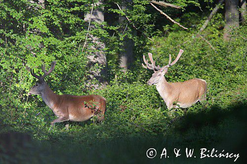 jeleń szlachetny, europejski, Cervus elaphus elaphus jeleń karpacki, bieszczadzki