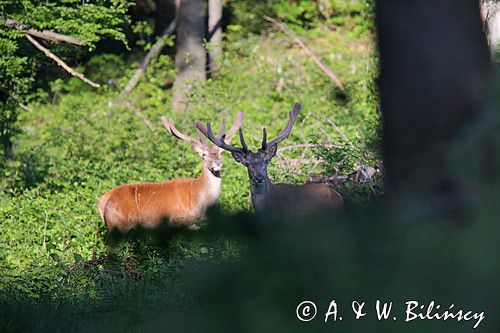 jeleń szlachetny, europejski, Cervus elaphus elaphus jeleń karpacki, bieszczadzki