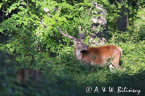 jeleń szlachetny, europejski, Cervus elaphus elaphus jeleń karpacki, bieszczadzki
