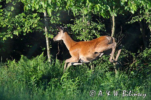 jeleń szlachetny, europejski, Cervus elaphus elaphus jeleń karpacki, bieszczadzki