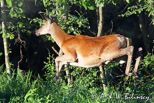 jeleń szlachetny, europejski, Cervus elaphus elaphus jeleń karpacki, bieszczadzki