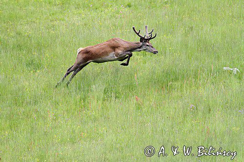 jeleń szlachetny, europejski, Cervus elaphus elaphus jeleń karpacki, bieszczadzki