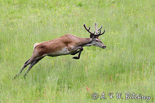 jeleń szlachetny, europejski, Cervus elaphus elaphus jeleń karpacki, bieszczadzki