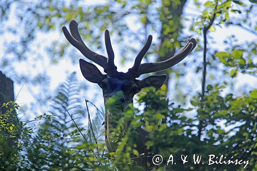 jeleń szlachetny, europejski, Cervus elaphus elaphus jeleń karpacki, bieszczadzki