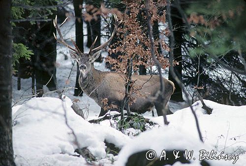 jeleń, samiec, Cervus elaphus