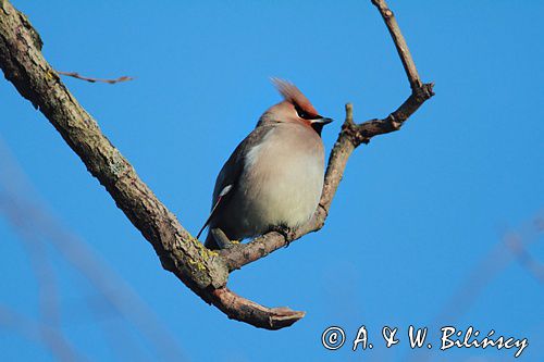 jemiołuszka przy jemiole Bombycilla garrulus