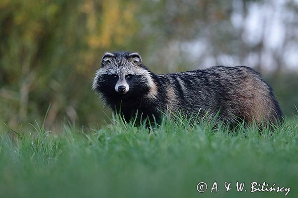 Jenot azjatycki, jenot, szop usuryjski, junat, tanuki, lis japoński, kunopies, Nyctereutes procyonoides