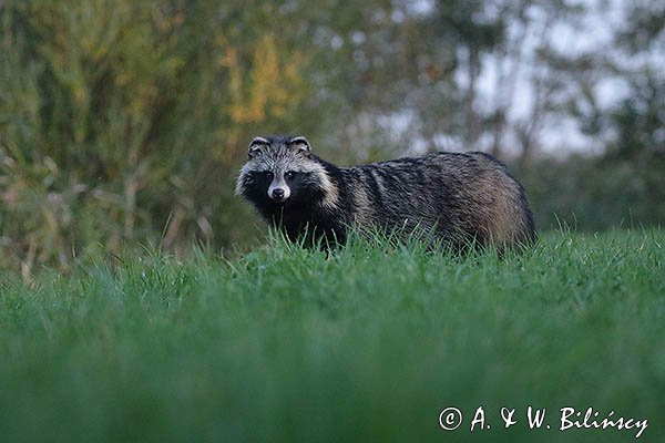 Jenot azjatycki, jenot, szop usuryjski, junat, tanuki, lis japoński, kunopies, Nyctereutes procyonoides
