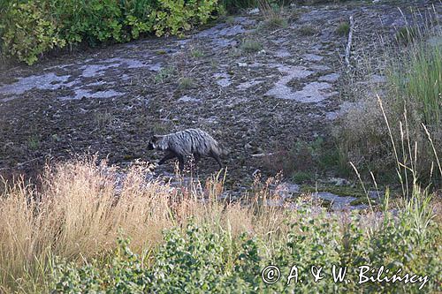 jenot, samica z młodymi, Nyctereutes procyonoides, wyspa Bjorko, szkiery Turku, Finlandia raccoon dog, Nyctereutes procyonoides, Bjorko Island, Turku Archipelago, Finland