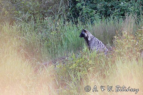 jenot, samica z młodymi, Nyctereutes procyonoides, wyspa Bjorko, szkiery Turku, Finlandia raccoon dog, Nyctereutes procyonoides, Bjorko Island, Turku Archipelago, Finland