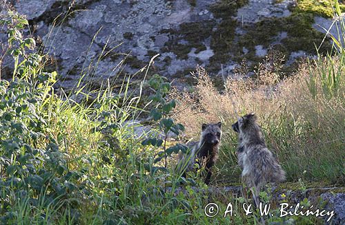 jenot, samica z młodymi, Nyctereutes procyonoides, wyspa Bjorko, szkiery Turku, Finlandia raccoon dog, Nyctereutes procyonoides, Bjorko Island, Turku Archipelago, Finland