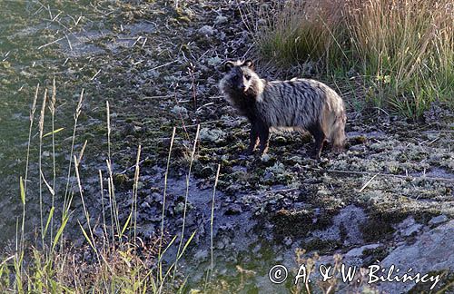 jenot, samica z młodymi, Nyctereutes procyonoides, wyspa Bjorko, szkiery Turku, Finlandia raccoon dog, Nyctereutes procyonoides, Bjorko Island, Turku Archipelago, Finland