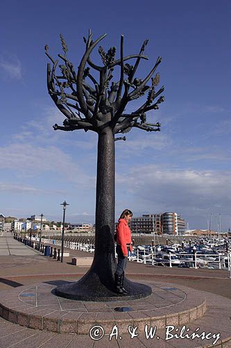 Drzewo Wolności - Freedom Tree w St. Helier, wyspa Jersey, Channel Islands, Wyspy Normandzkie