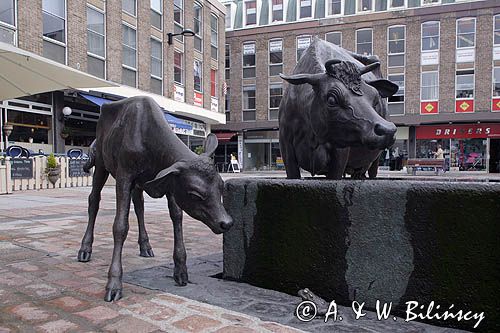 rzeźba - Jersey Cattle - krowy z Jersey w St. Helier, wyspa Jersey, Channel Islands, Wyspy Normandzkie