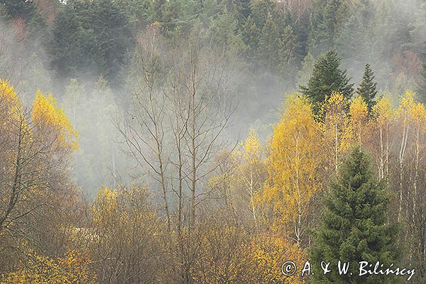 Mgły nad jesiennym lasem, Bieszczady