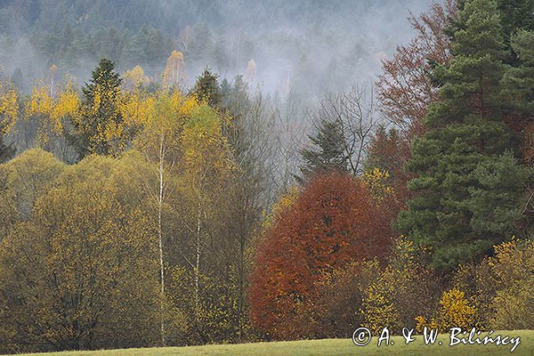 Mgły nad jesiennym lasem, Bieszczady