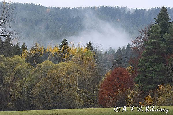 Mgły nad jesiennym lasem, Bieszczady