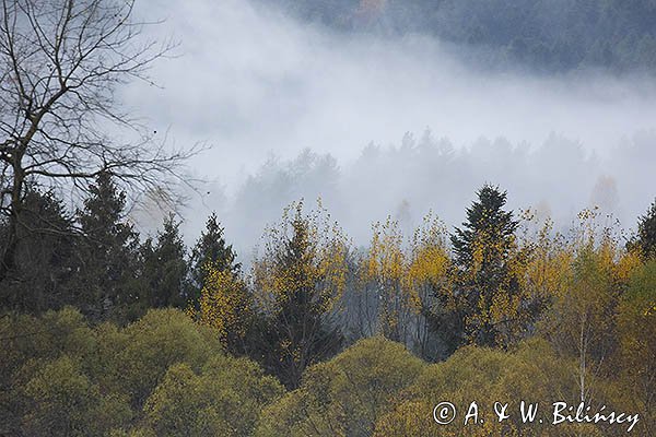 Mgły nad jesiennym lasem, Bieszczady