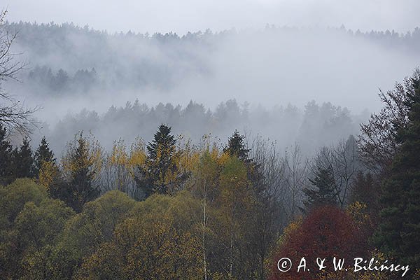 Mgły nad jesiennym lasem, Bieszczady