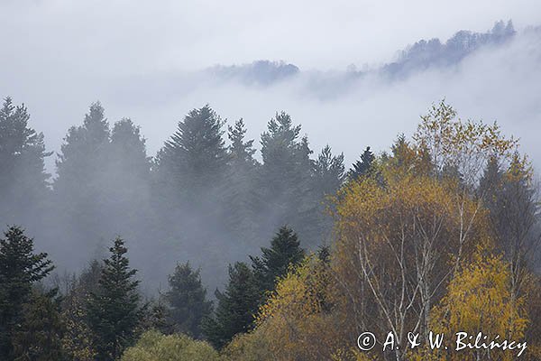 Mgły nad jesiennym lasem, Bieszczady