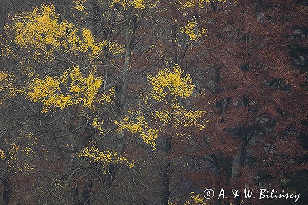 Jesienny las, Bieszczady