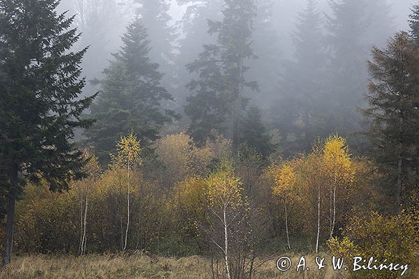 Mgły nad jesiennym lasem, Bieszczady