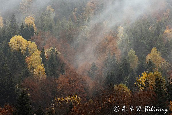 Mgły nad jesiennym lasem, Bieszczady