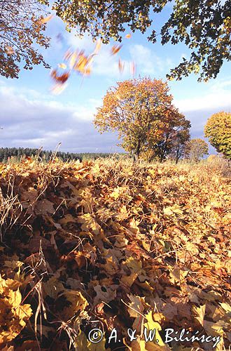 jesień lecące liście spadające z drzew Park Krajobrazowy Puszczy Knyszyńskiej