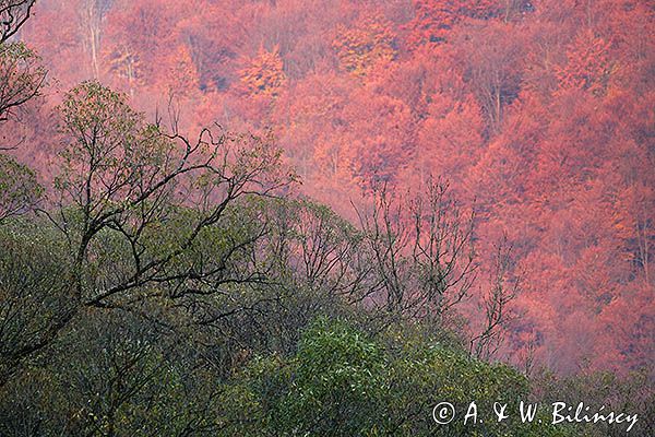 Jesień nad Sanemi, Park Krajobrazowy Doliny Sanu, Bieszczady