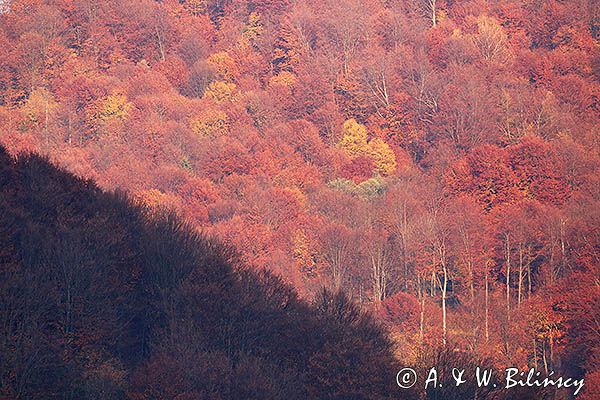 Jesień nad Sanemi, Park Krajobrazowy Doliny Sanu, Bieszczady