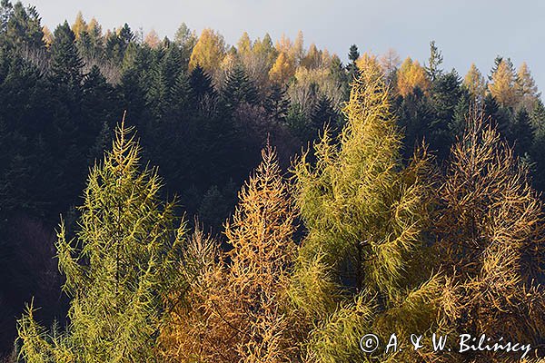 Listopadowo, modrzewie jesienne, Bieszczady