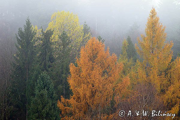 Listopadowo, modrzewie jesienne, Bieszczady