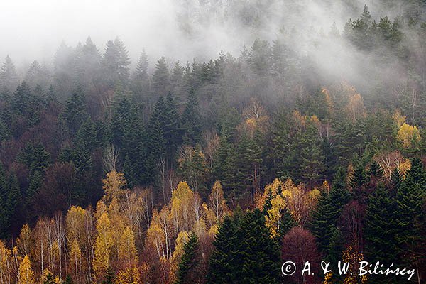 Listopadowo, modrzewie jesienne, Bieszczady