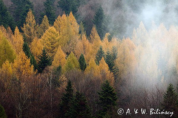 Listopadowo, modrzewie jesienne, Bieszczady