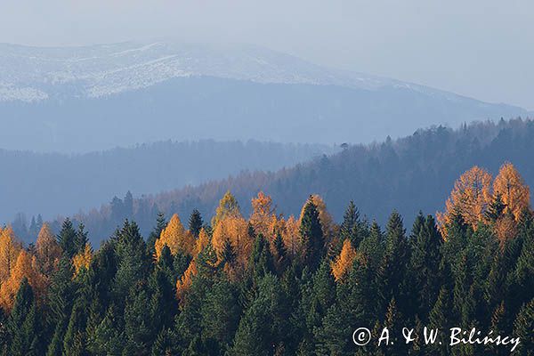 Jesienne modrzewie, Bieszczady