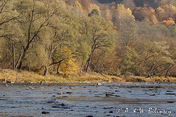 Jesień nad Sanemi, Park Krajobrazowy Doliny Sanu, Bieszczady