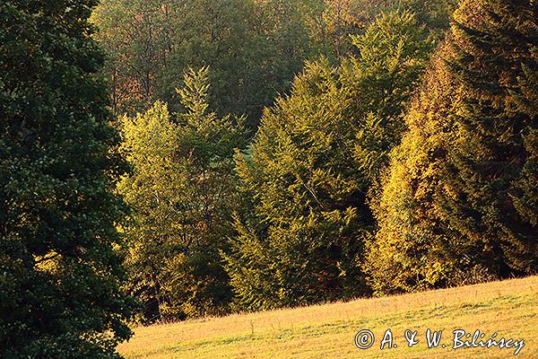 Jesień w Dolinie żłobka, Bieszczady, Góry Sanocko Turczańskie