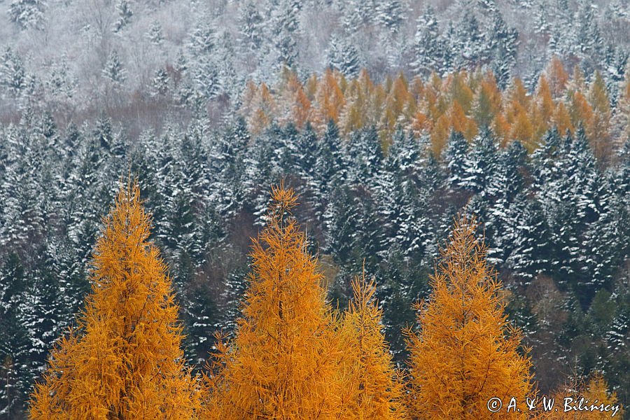 Śnieg jesienią i jesienne modrzewie